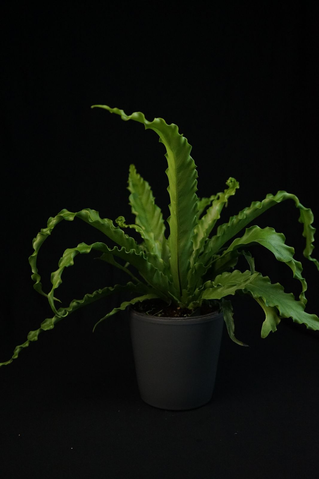 Maceta gris terractota